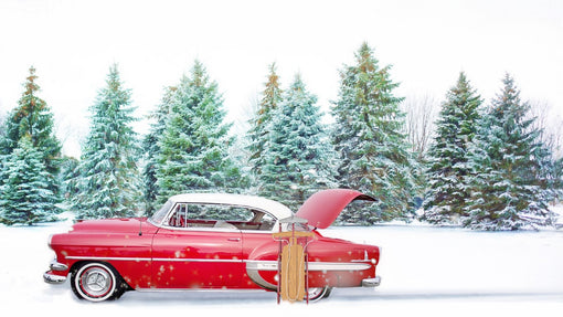 UN VRAI SAPIN POUR NOËL