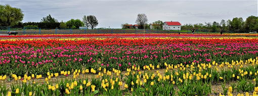 AUTOCUEILLETTE DE TULIPES À LAVAL